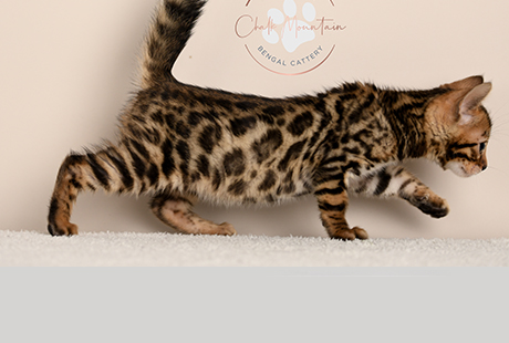 Bengal Kittens For Sale near me